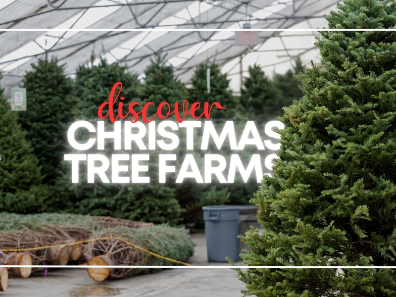 Discover Christmas Tree Farms: 5 Places to Deck the Halls with Holiday Cheer